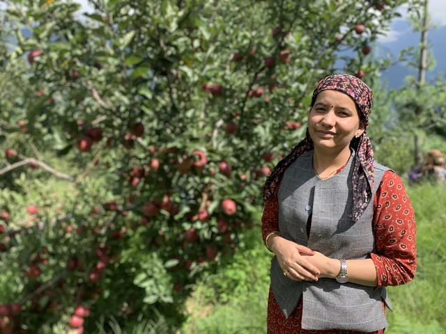A farmer standing among apple trees in an orchard in the Shimla hills