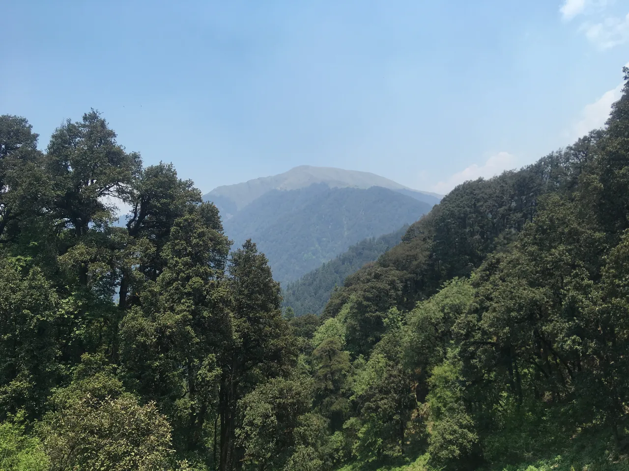 Forested slopes of Muraal Danda in Rampur, Himachal Pradesh